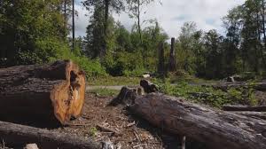 Best Storm Damage Tree Cleanup  in Milford, NJ
