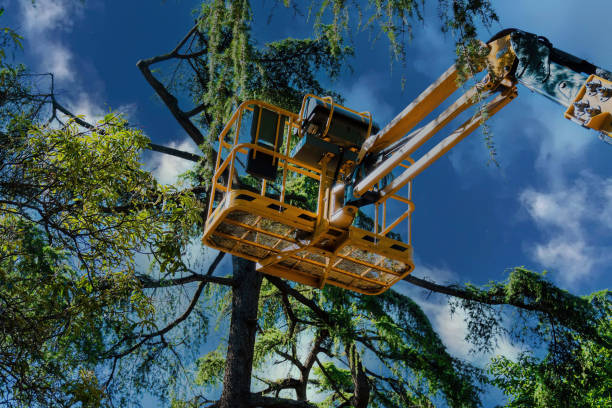 Best Tree Disease Treatment  in Milford, NJ