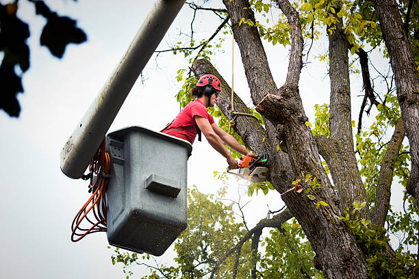 Best Tree Mulching  in Milford, NJ